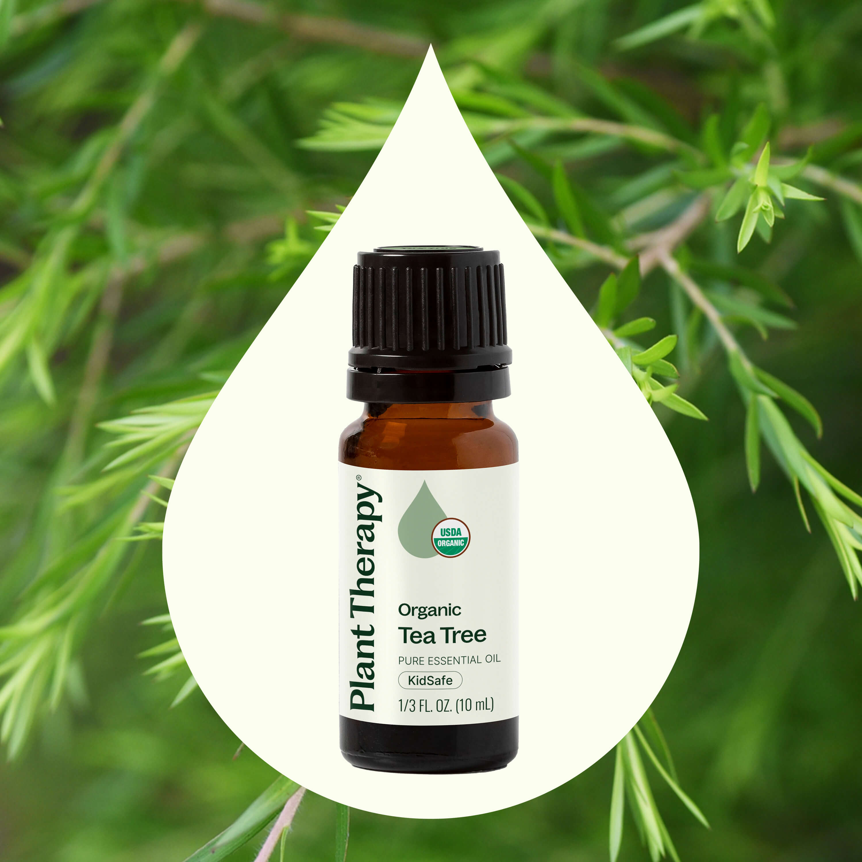 Bottle of Plant Therapy Organic Tea Tree essential oil with a green leafy background
