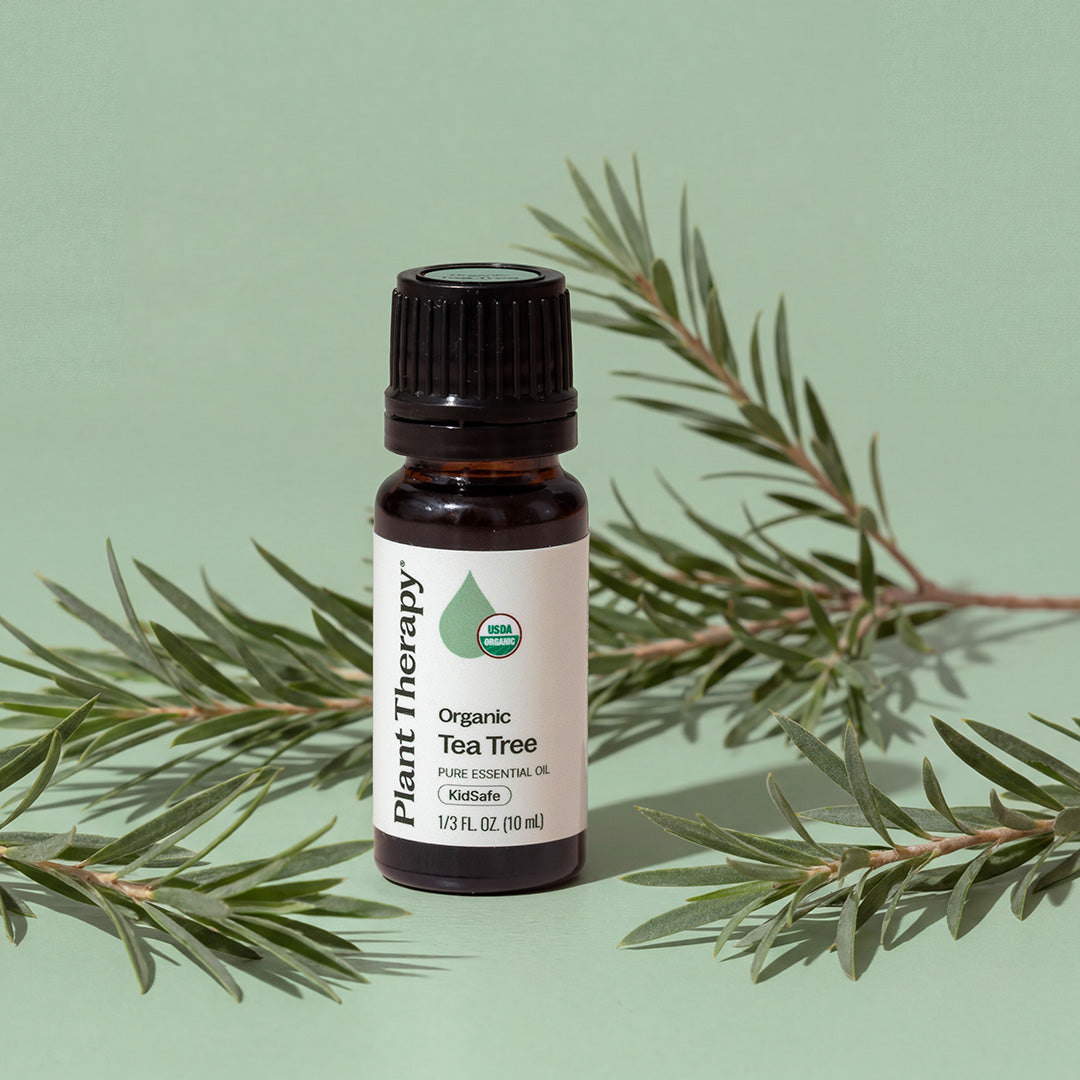 Bottle of Plant Therapy Organic Tea Tree essential oil with tea tree leaves on a green background