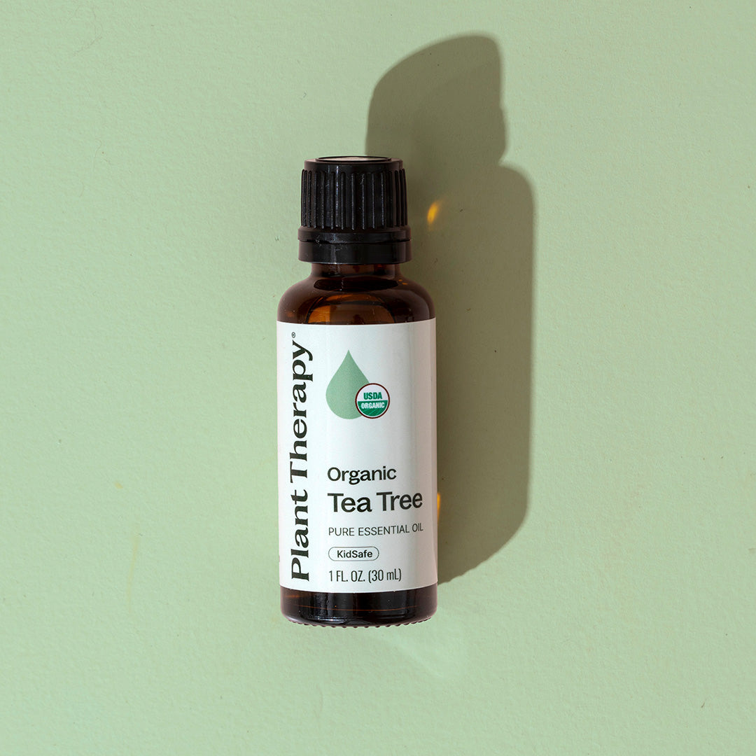 Bottle of Plant Therapy Organic Tea Tree essential oil on a light green background