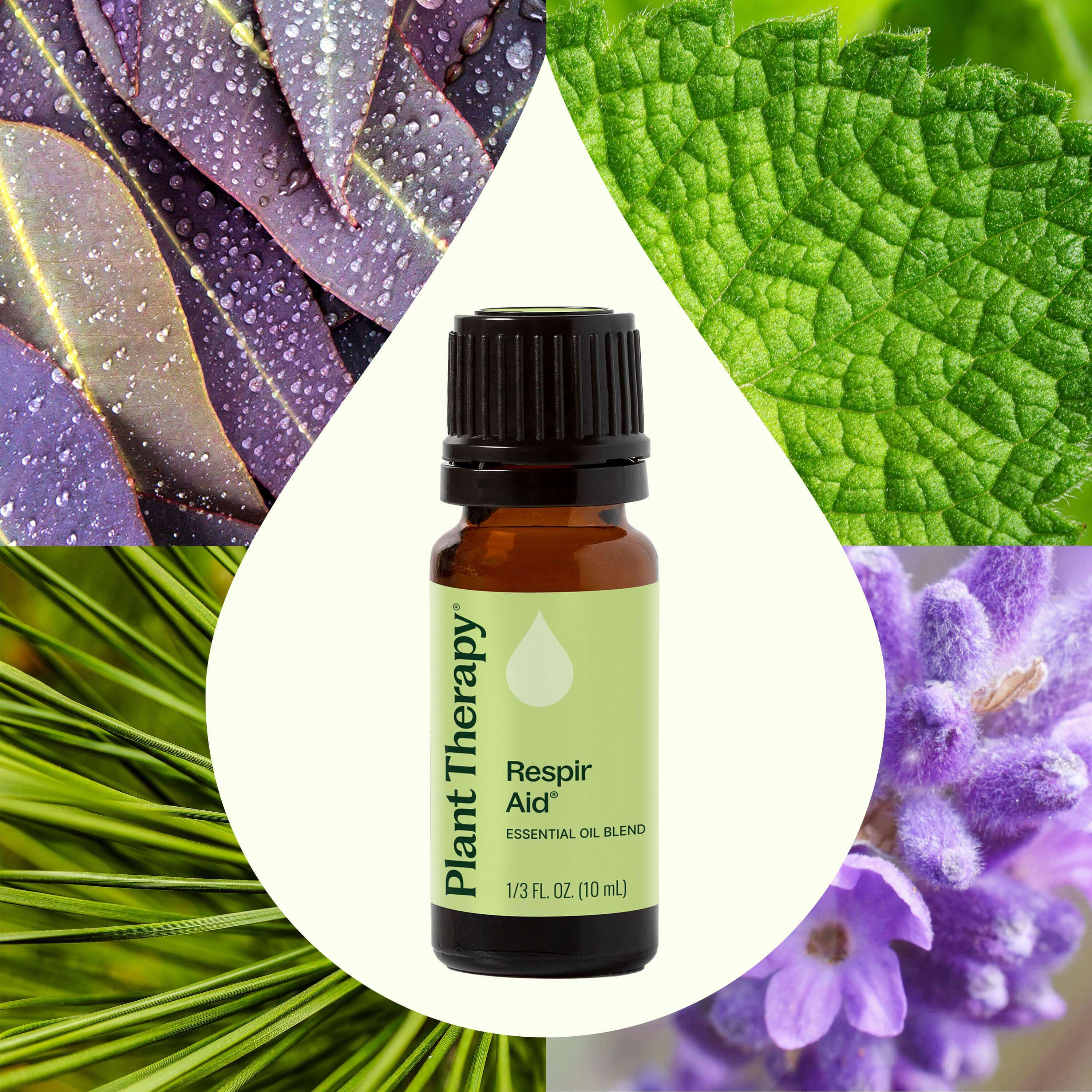 Essential oil bottle labeled 'Plant Therapy Respir Aid' surrounded by green leaves and purple flowers.